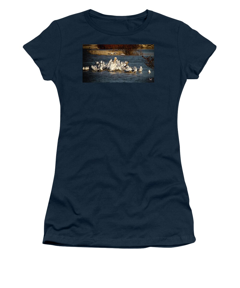 Pelican Women's T-Shirt featuring the photograph Feathered Friends by Pam Rendall