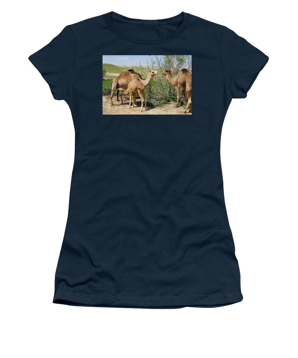 Female Women's T-Shirt featuring the photograph female Arabian camel suckling her young r2 by Yotam Jacobson