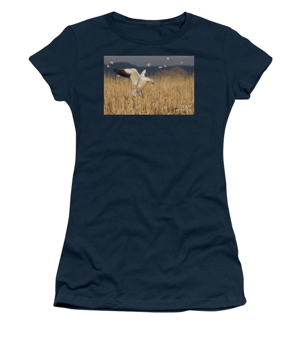 Goose Women's T-Shirt featuring the photograph Goose in golden light by Ruth Jolly