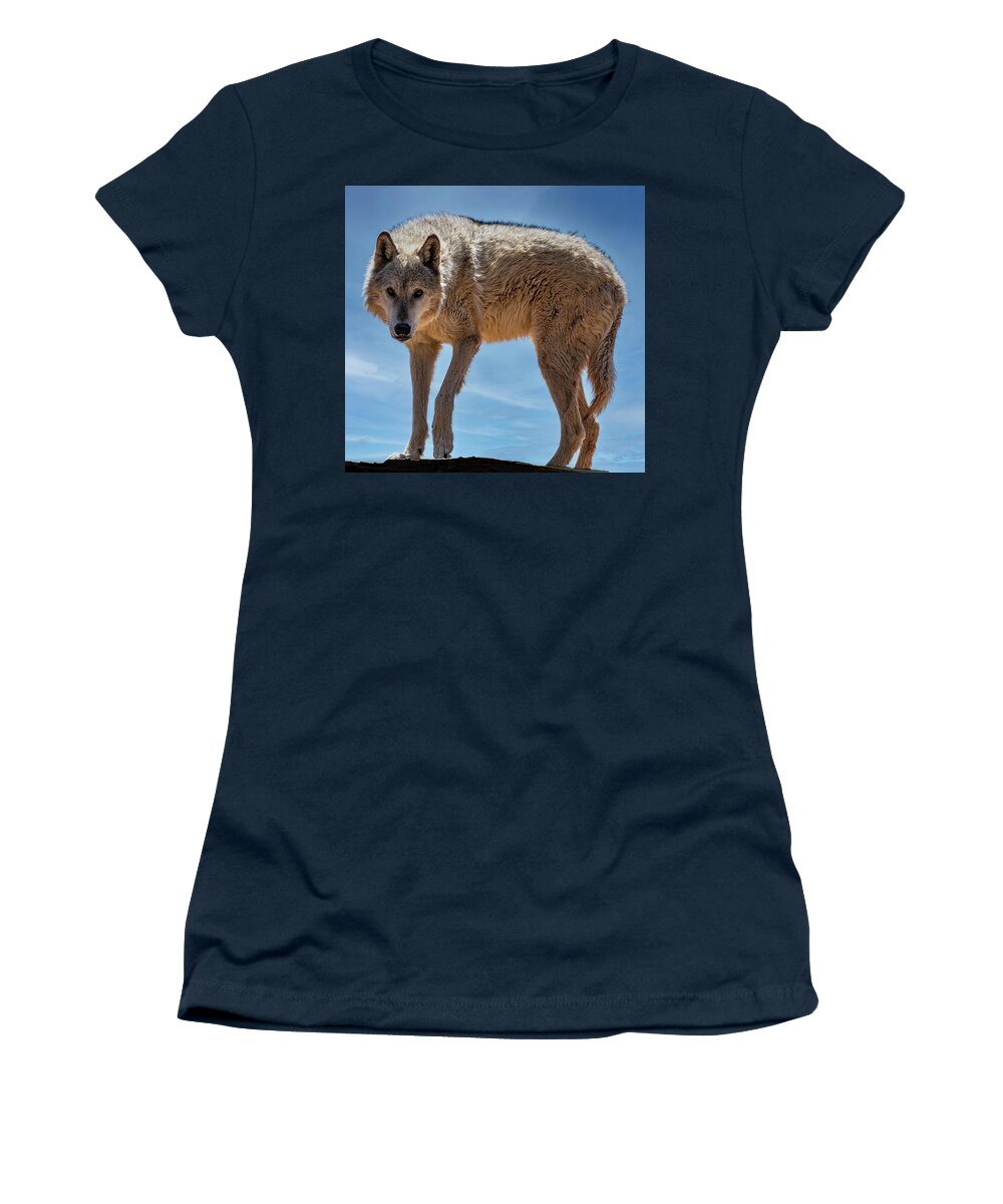 Sedona Women's T-Shirt featuring the photograph Gray Wolf by Al Judge