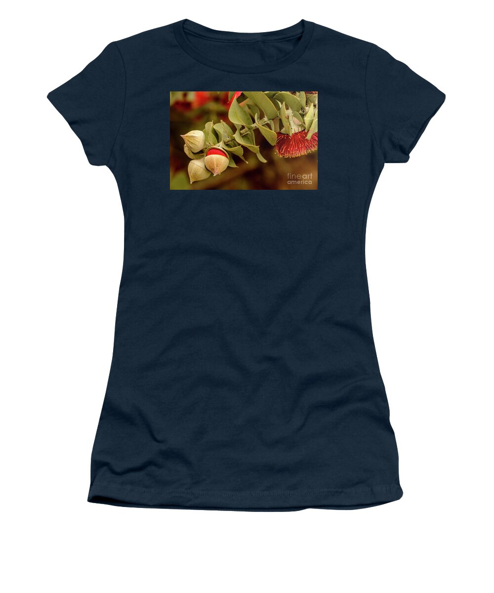 Flora Women's T-Shirt featuring the photograph Gum Nuts 3 by Werner Padarin
