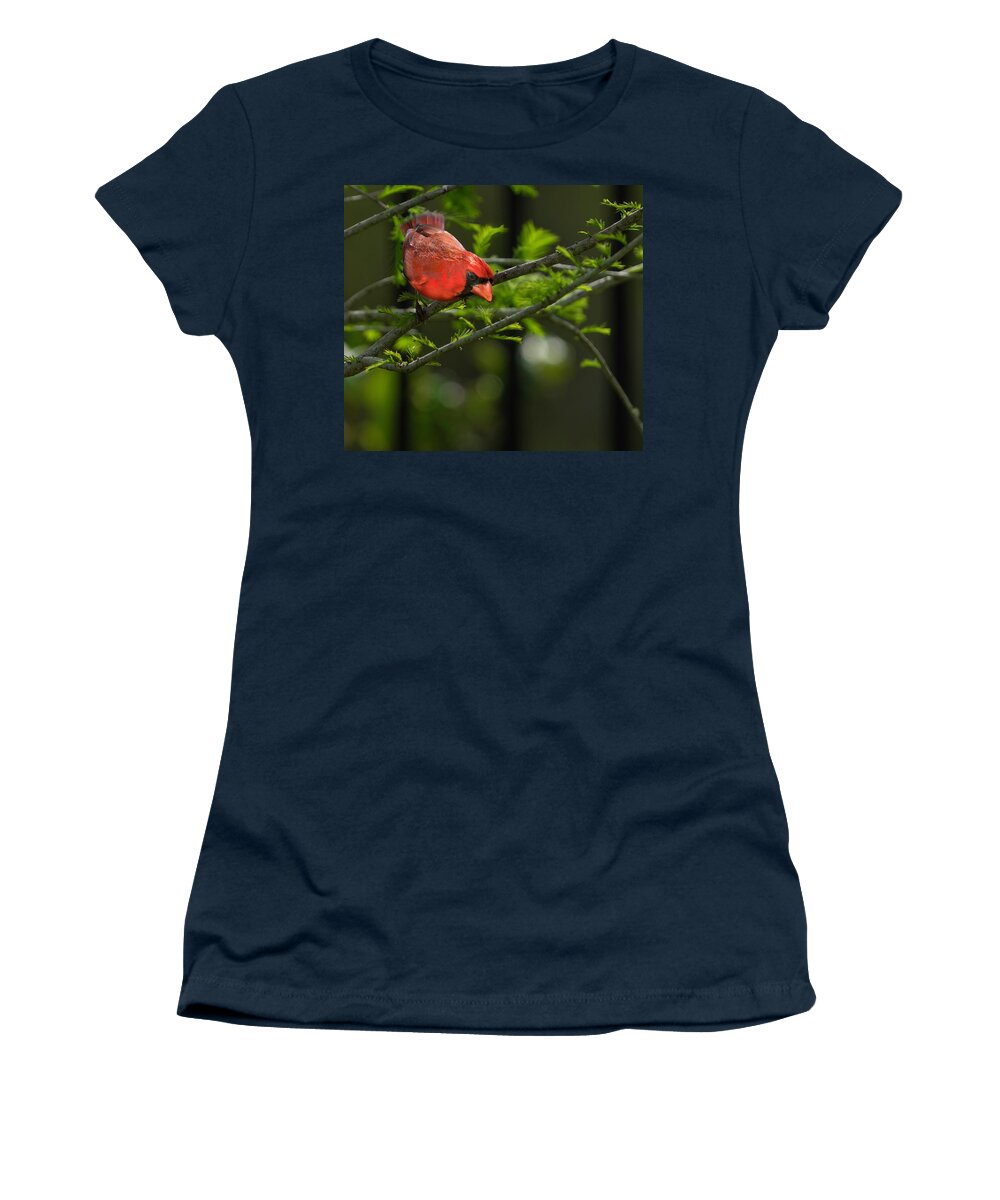 Birds Women's T-Shirt featuring the photograph Male Cardinal by Larry Marshall
