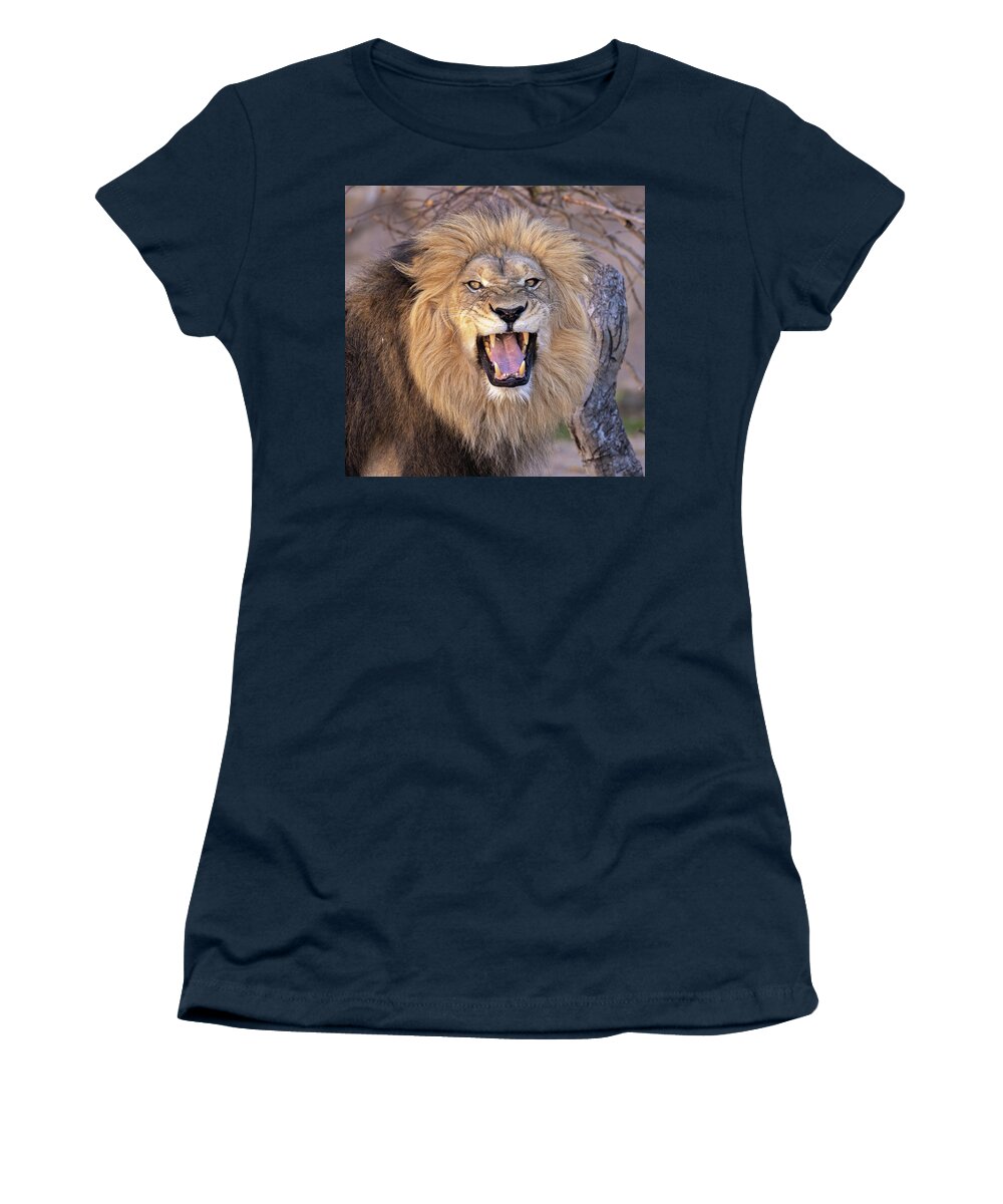 Lion Women's T-Shirt featuring the photograph Male Lion Snarling by Phillip Rubino