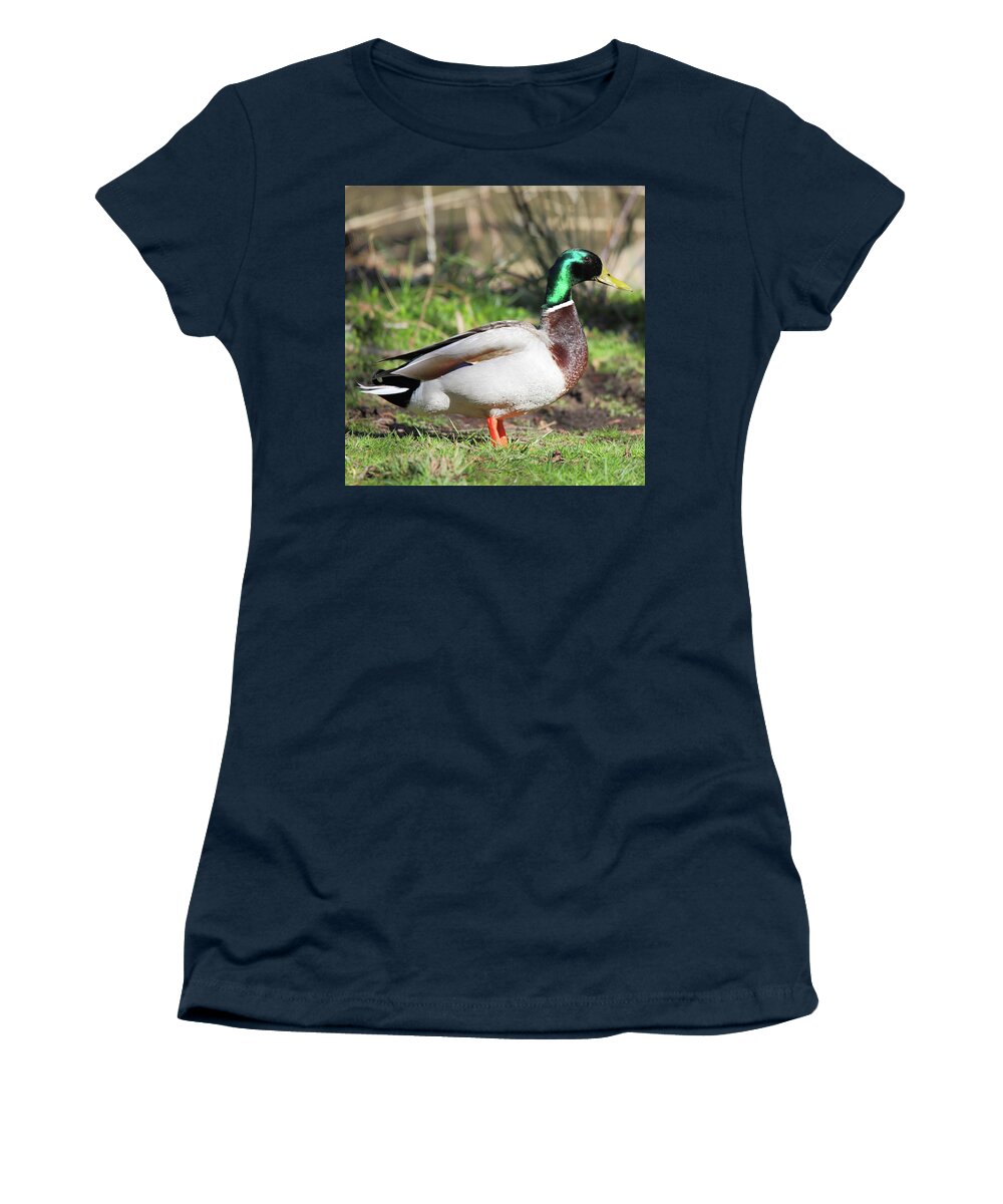 Water Bird Women's T-Shirt featuring the photograph Male Mallard Standing Proud by Scott Burd