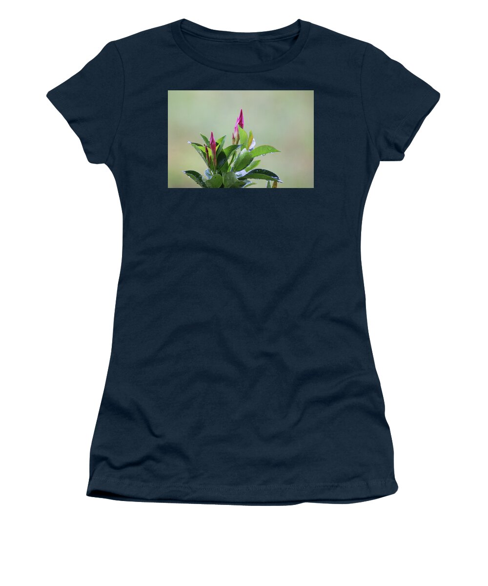  Women's T-Shirt featuring the photograph Mandevilla Drops by Heather E Harman