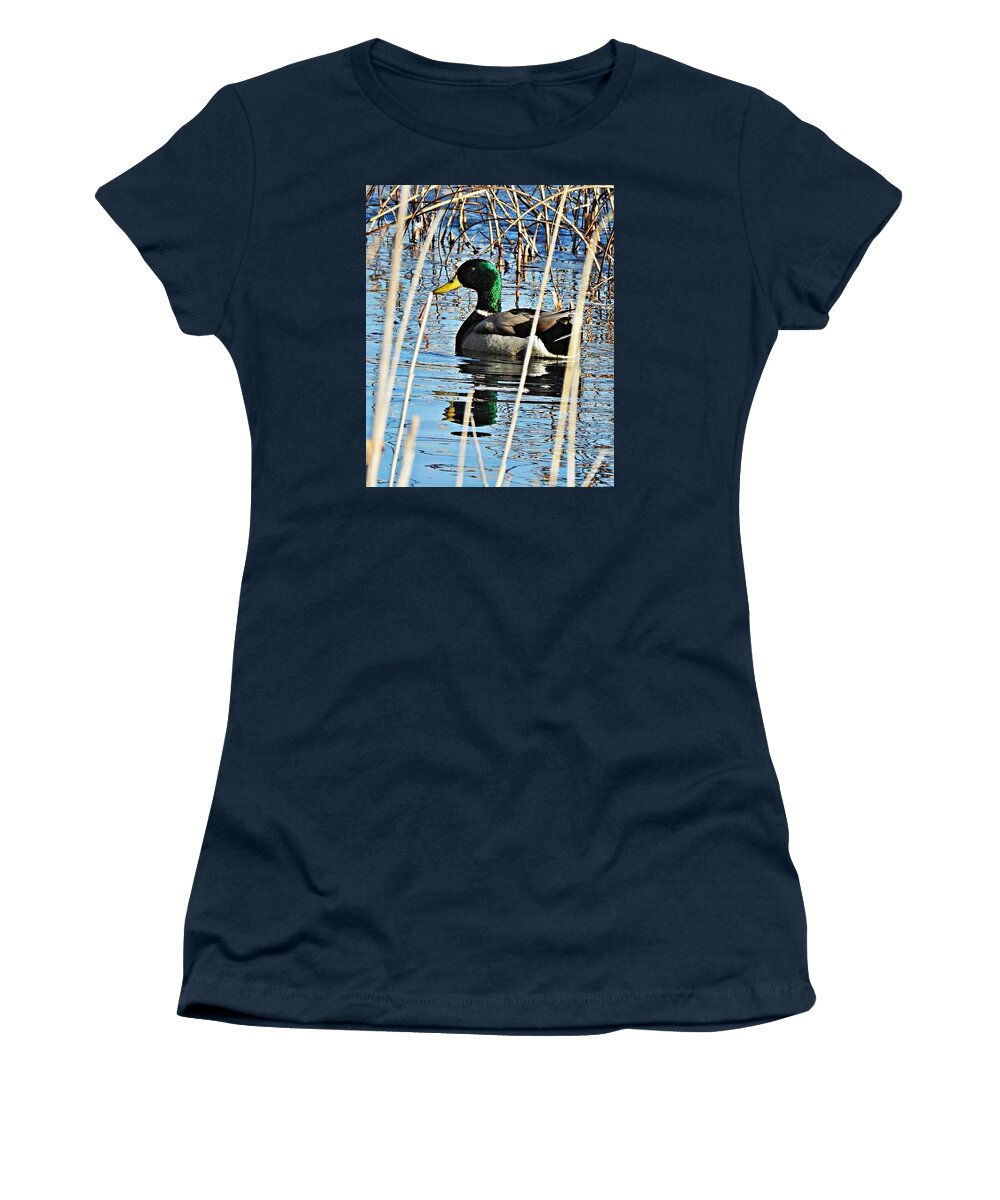 Duck Women's T-Shirt featuring the photograph March Mallard by Judy Stepanian