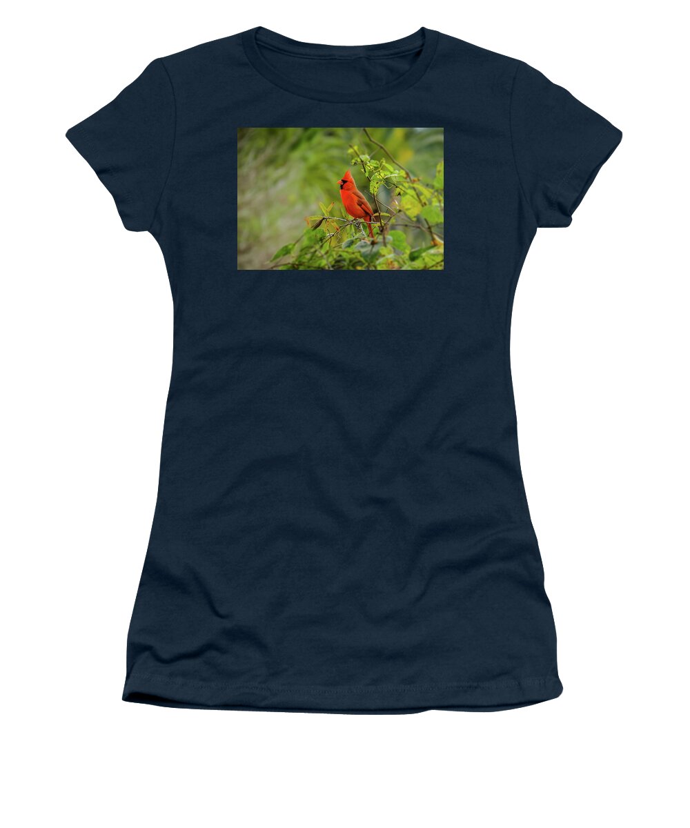 Northern Cardinal Women's T-Shirt featuring the photograph Messenger of Love by Laura Putman