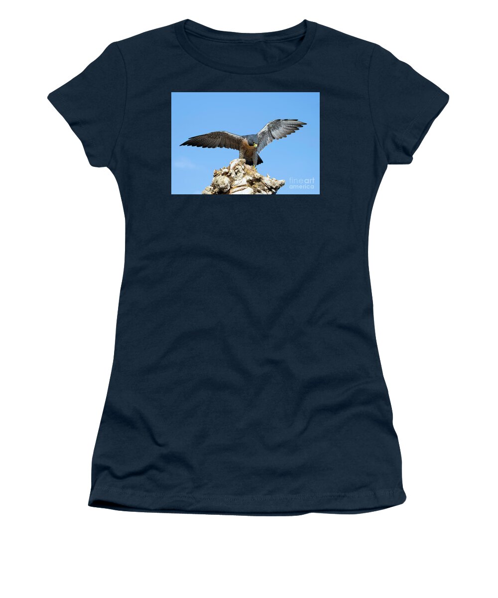 Falcon Women's T-Shirt featuring the photograph Peregrine Falcon #5 by Shirley Dutchkowski