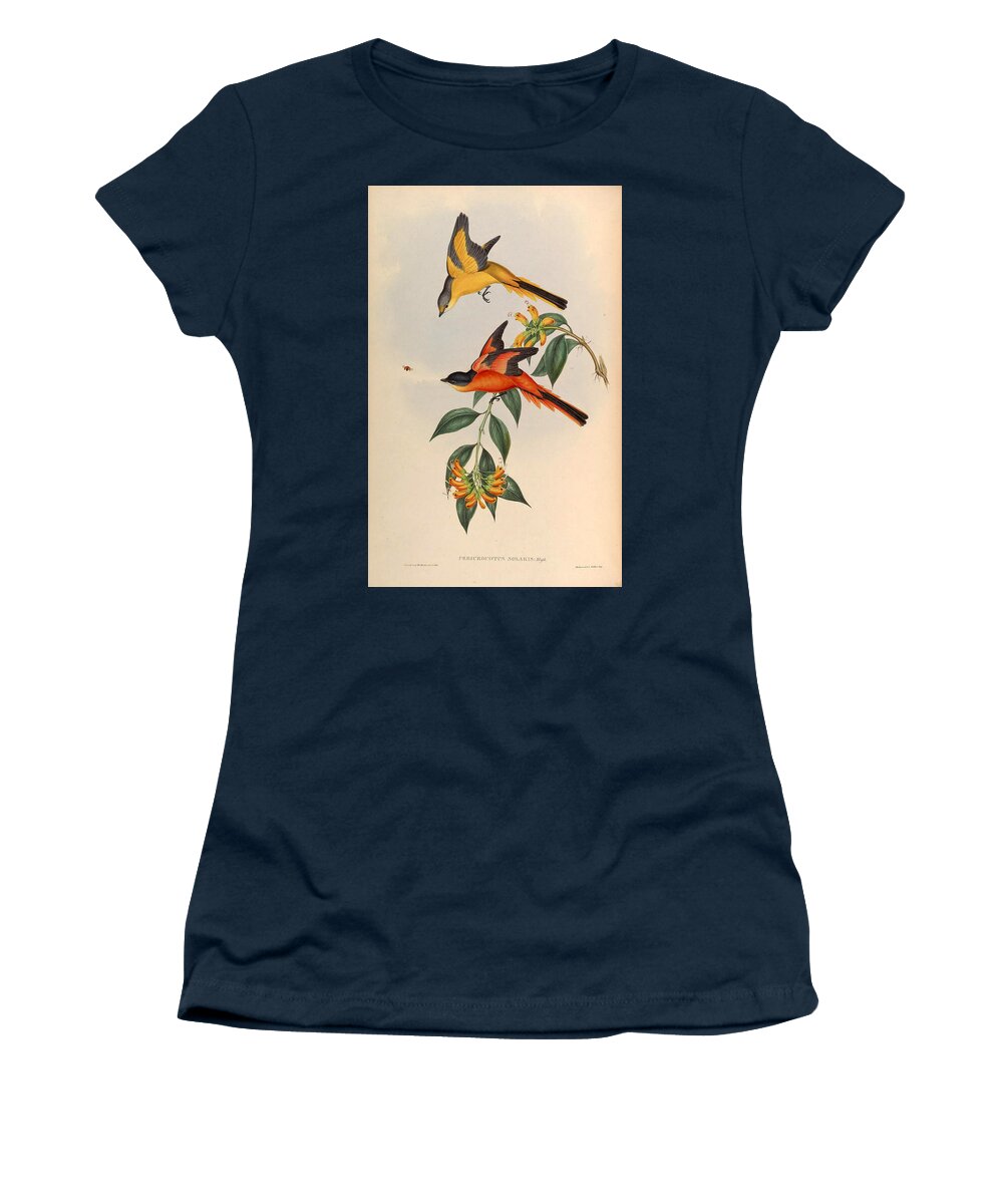 Henry Constantine Richter Women's T-Shirt featuring the drawing Pericrocotus solaris by Henry Constantine Richter