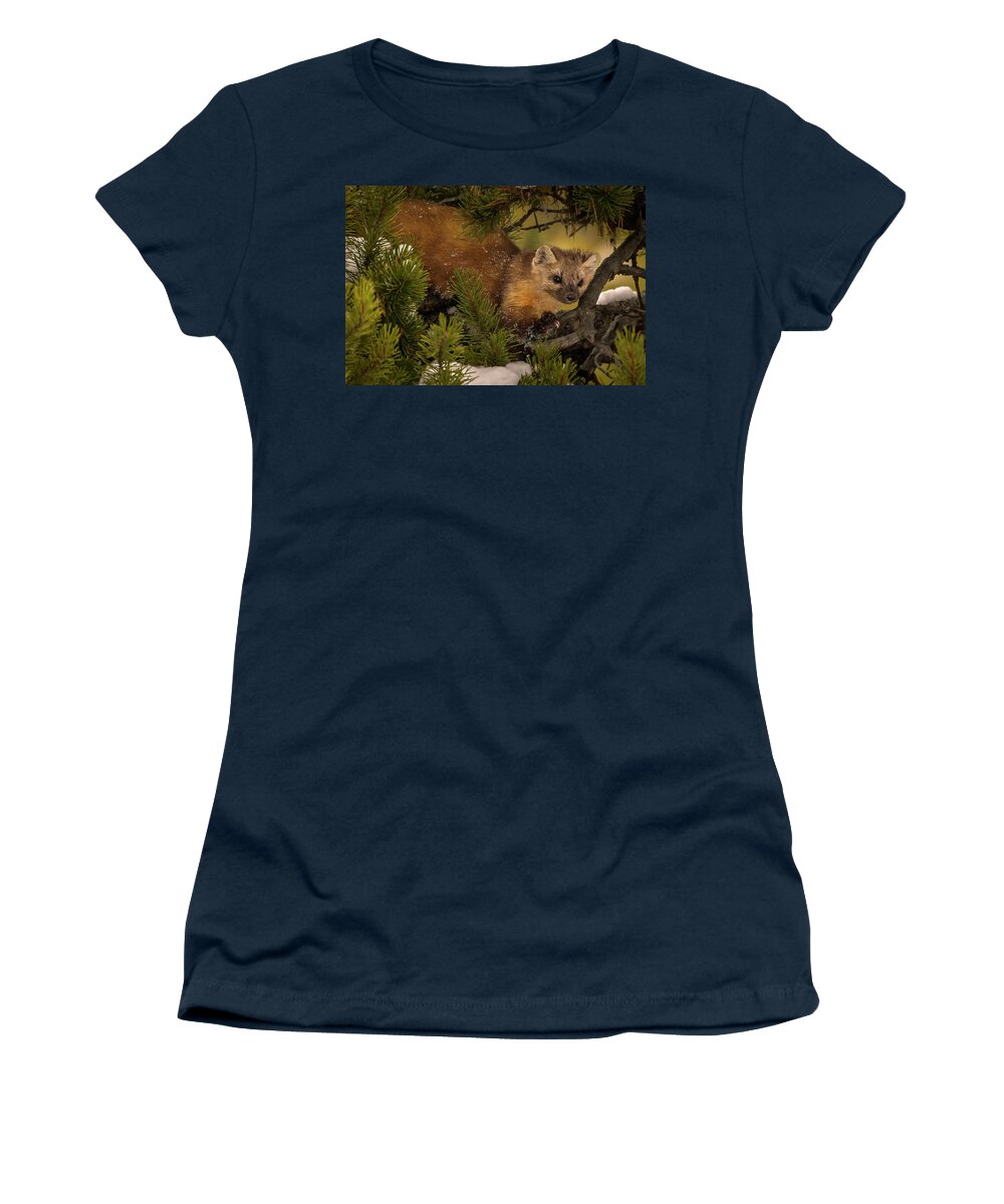 Pine Marten Women's T-Shirt featuring the photograph Pine Marten by Laura Hedien