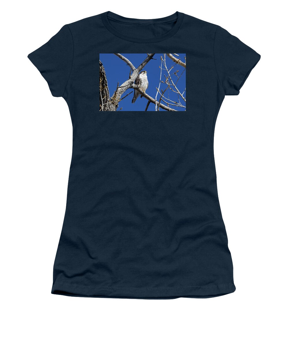 Wildlife Women's T-Shirt featuring the photograph Prairie Falcon Keeps Watch From on High by Tony Hake