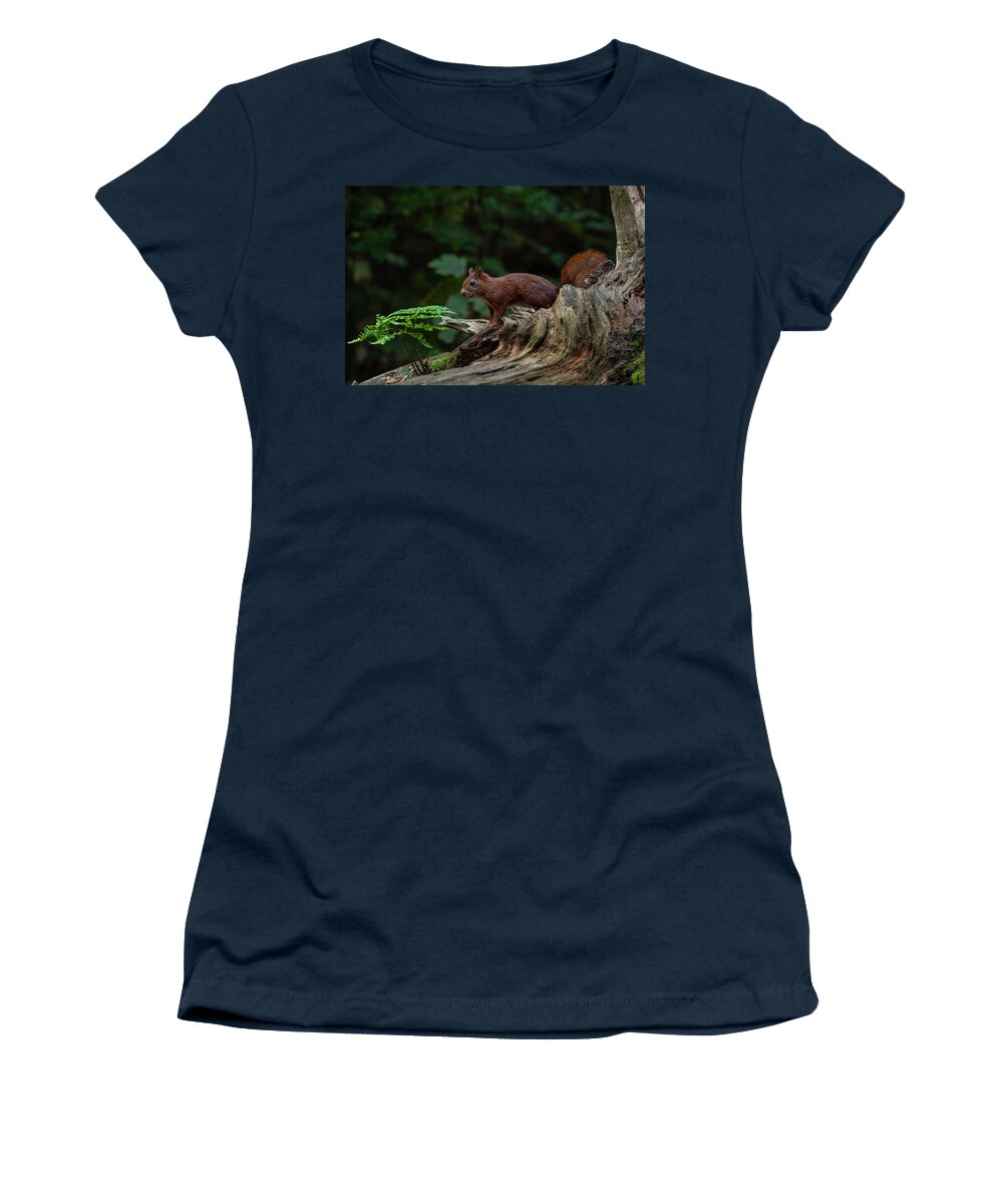 Red Squirrel Women's T-Shirt featuring the photograph Red squirrel in the autumn forest by Marjolein Van Middelkoop