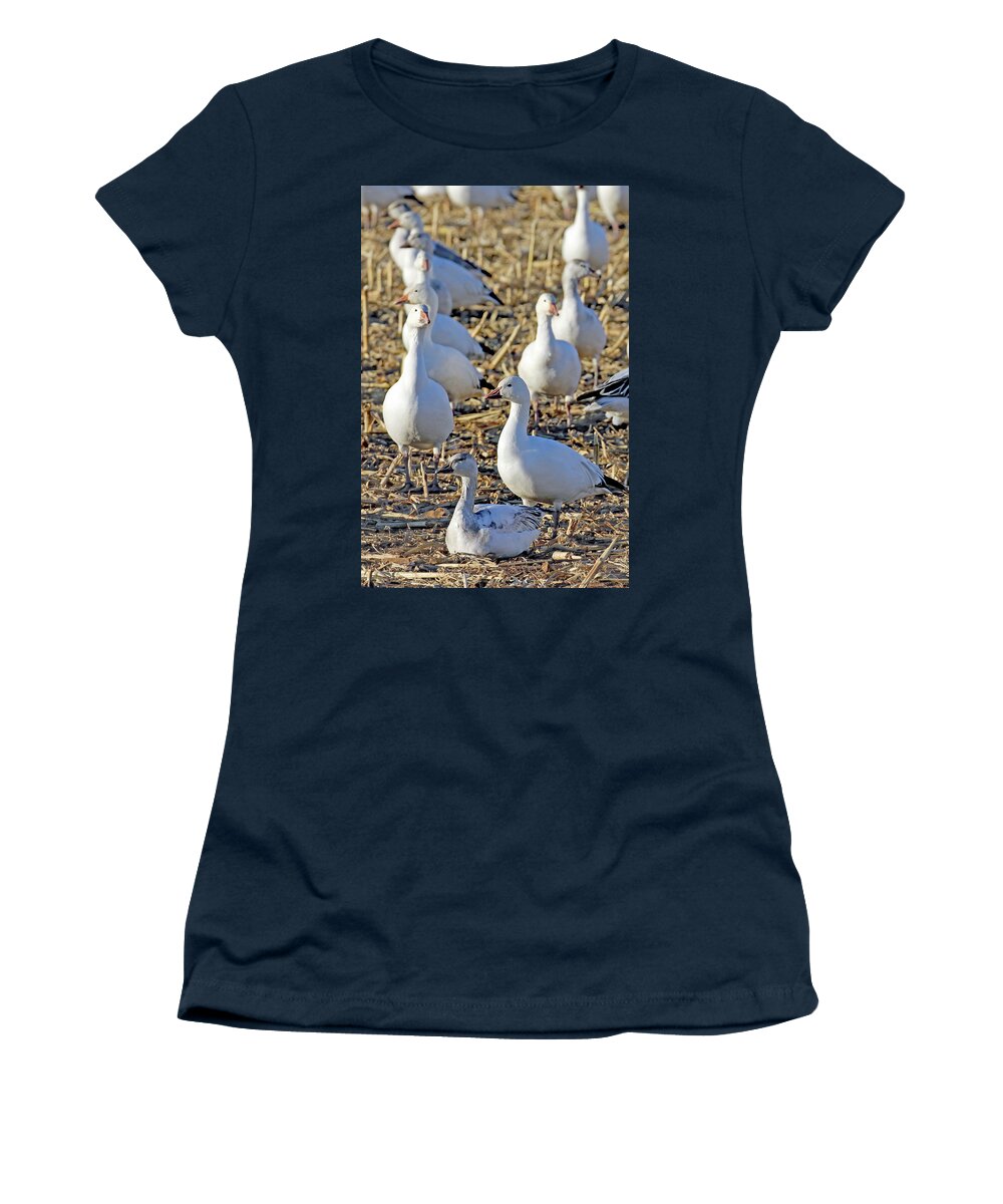 Usa Women's T-Shirt featuring the photograph Snow Goose At Bernardo by Jennifer Robin
