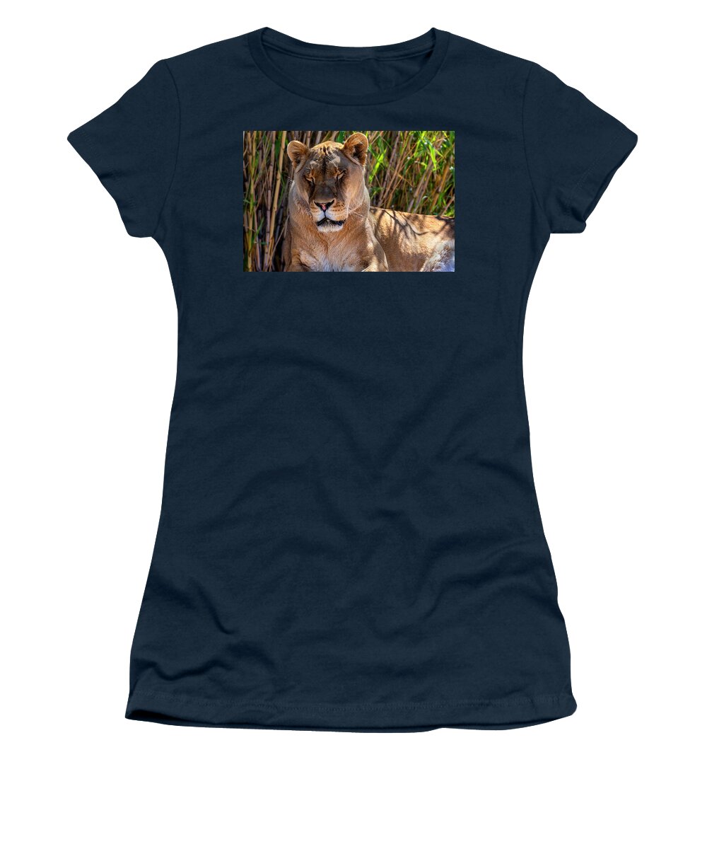  Women's T-Shirt featuring the photograph The Lion Sleeps Tonight by Al Judge