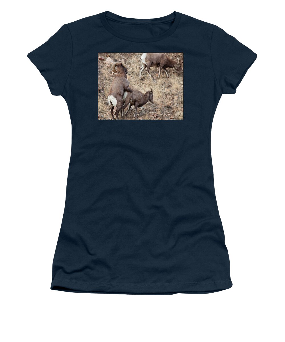 Mating Bighorn Sheep Photograph Women's T-Shirt featuring the photograph The Mating Game by Jim Garrison