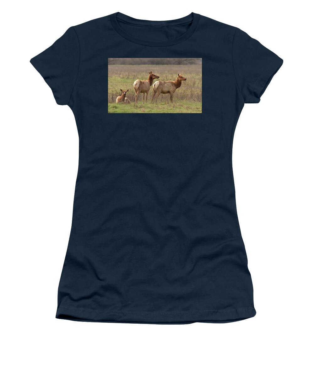 Elk Women's T-Shirt featuring the photograph Tule elk cows by Floyd Hopper
