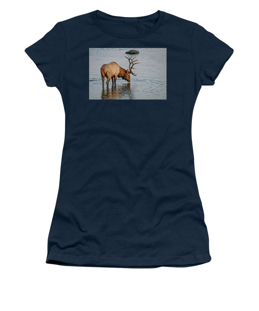 Nature Women's T-Shirt featuring the photograph Wading Elk by Ed Stokes
