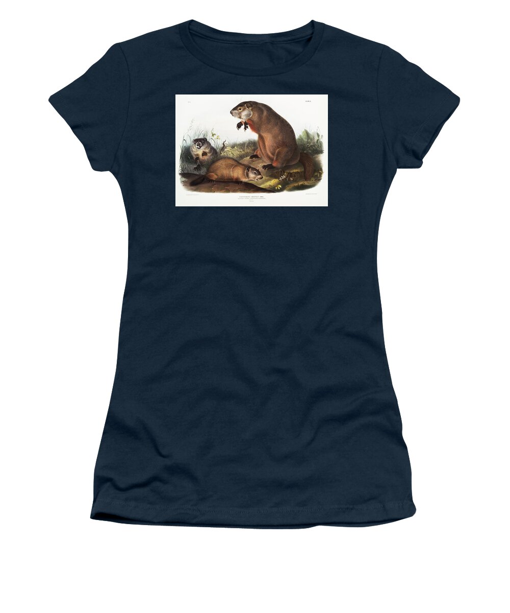 American Animals Women's T-Shirt featuring the mixed media Woodchuck. John Woodhouse Audubon Illustration by World Art Collective