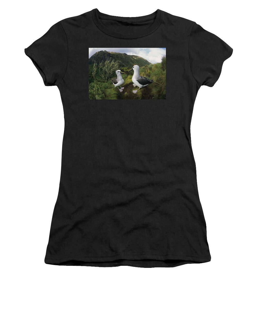 Feb0514 Women's T-Shirt featuring the photograph Yellow-nosed Albatrosses In Ferns #1 by Tui De Roy
