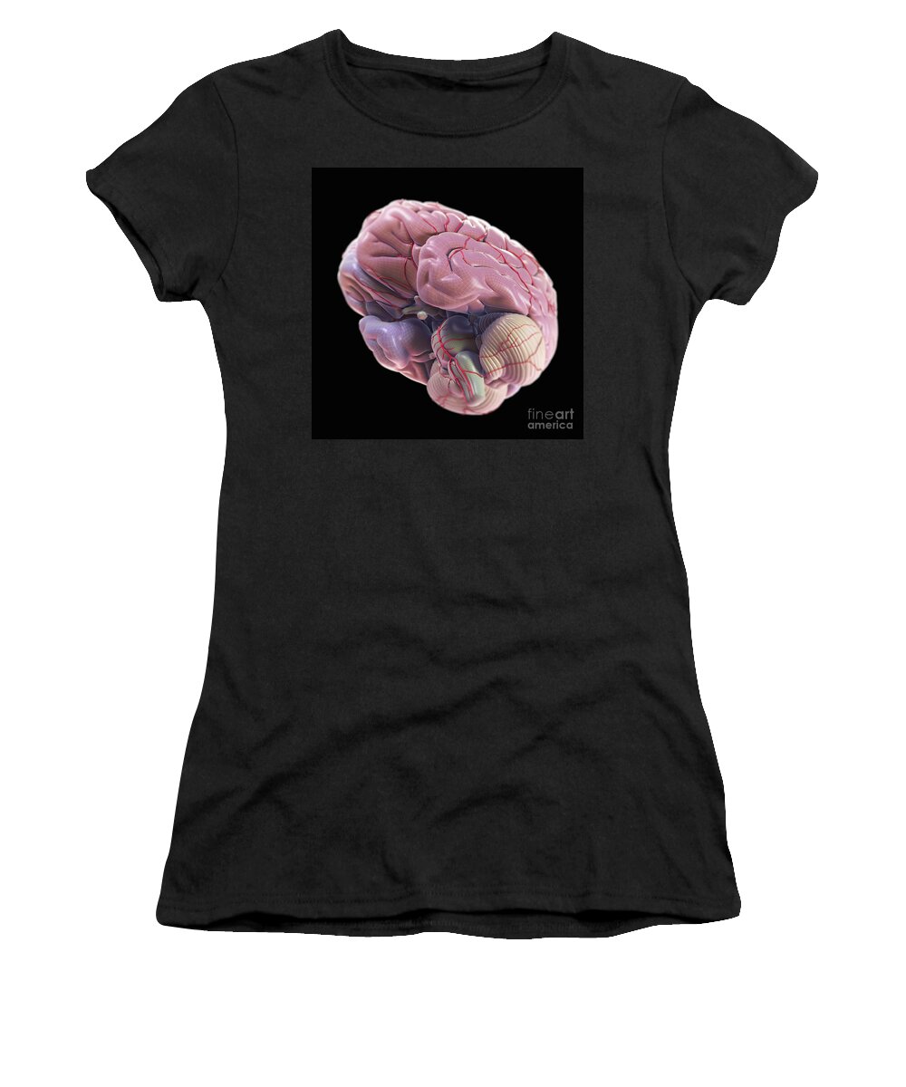 3d Visualisation Women's T-Shirt featuring the photograph Brain With Blood Supply #11 by Science Picture Co