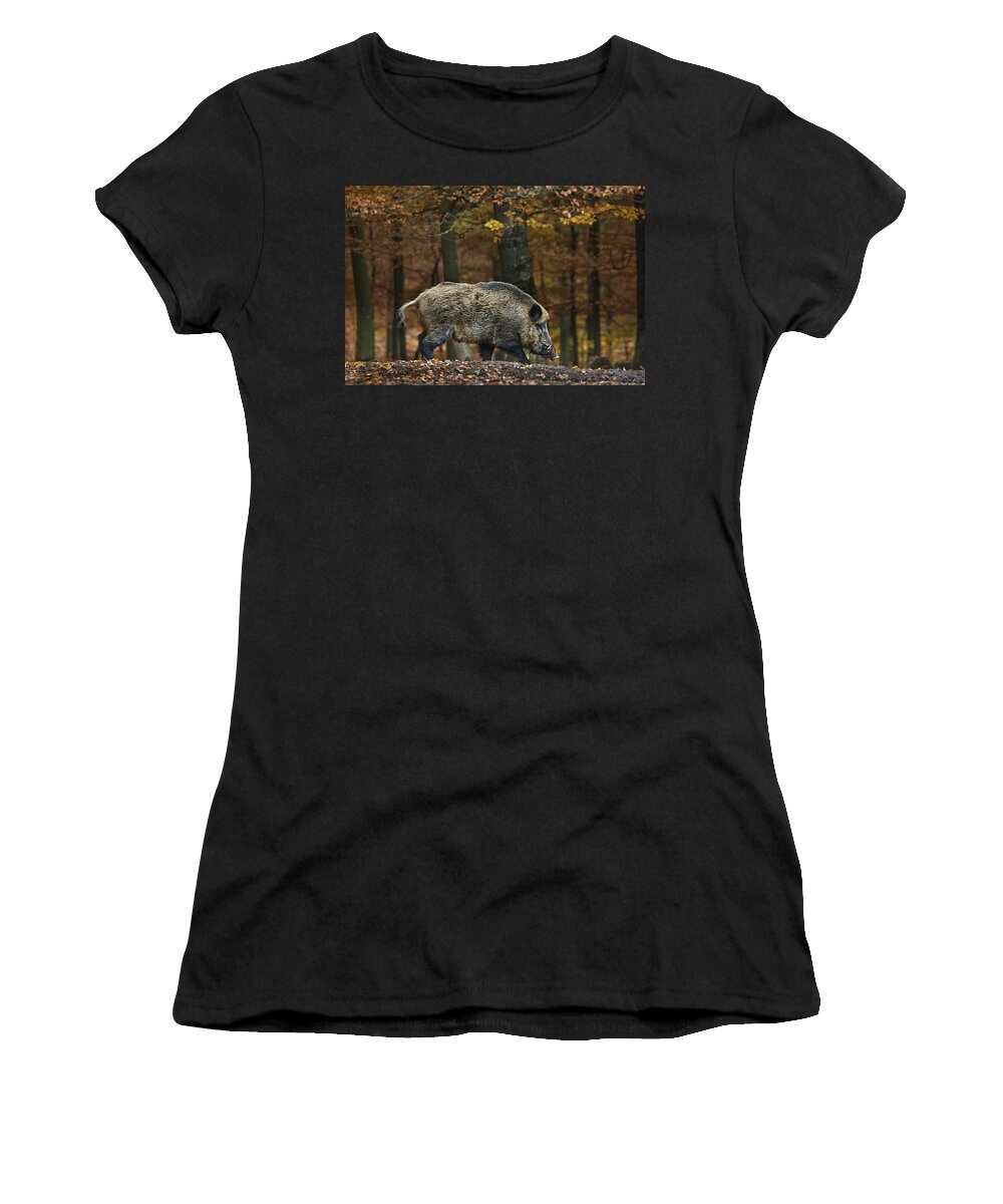Wild Boar Women's T-Shirt featuring the photograph Big Wild Boar in Fall Forest by Arterra Picture Library