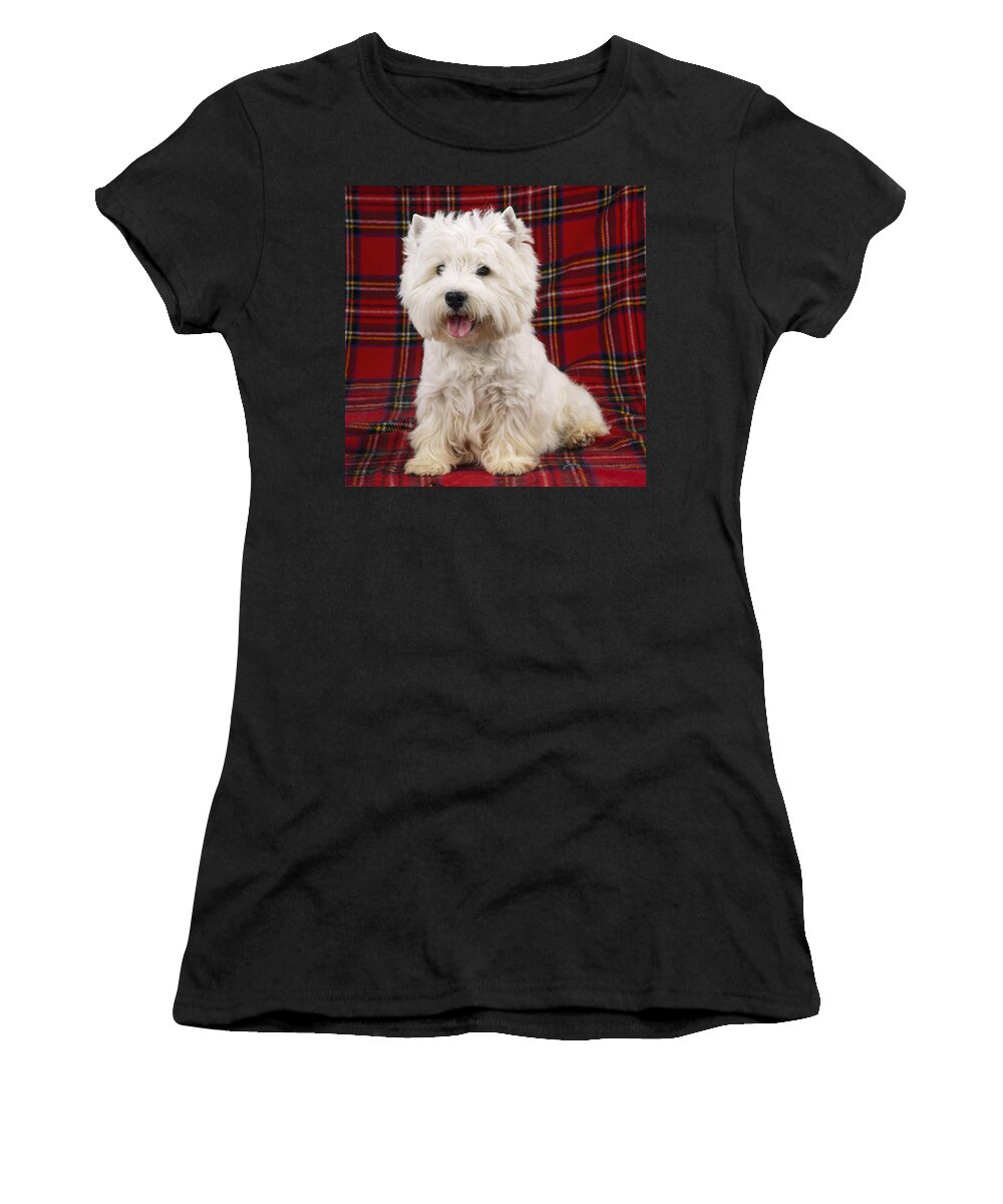 West Highland White Terrier Women's T-Shirt featuring the photograph West Highland White Terrier #15 by John Daniels