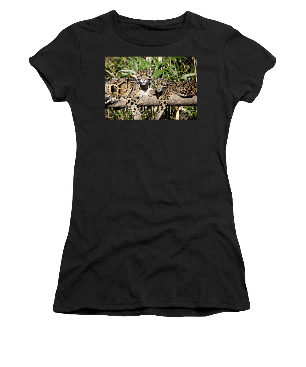 Leoards Women's T-Shirt featuring the photograph Clouded Leopards #2 by Brian Jannsen