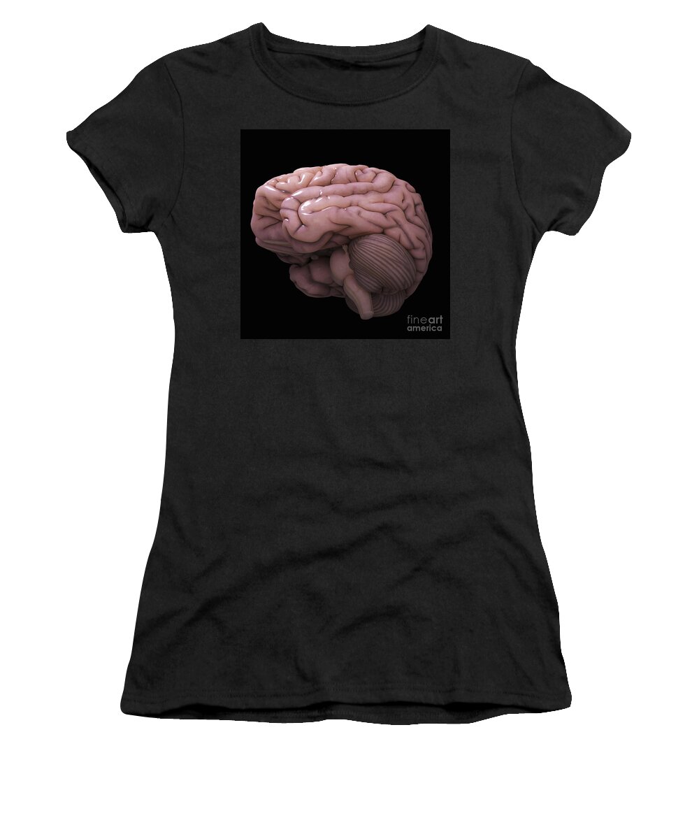 Hemisphere Women's T-Shirt featuring the photograph Human Brain #4 by Science Picture Co