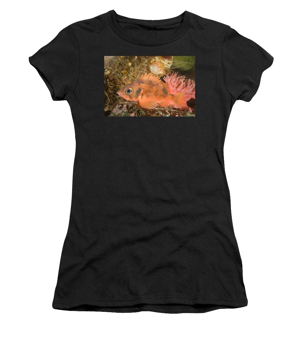 Acadian Redfish #5 Women's T-Shirt by Andrew J. Martinez - Pixels