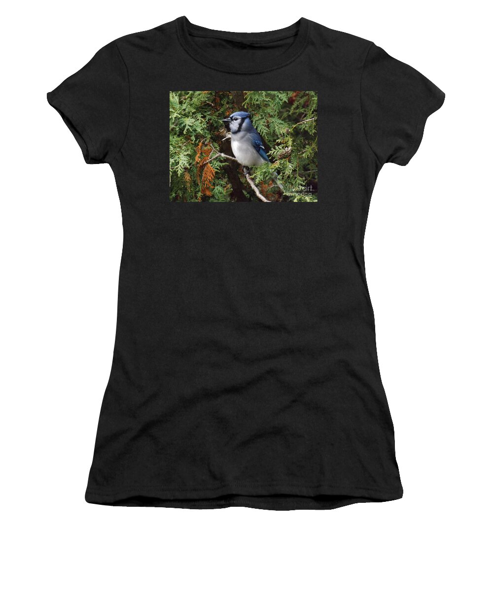 Blue Jay Women's T-Shirt featuring the photograph Blue Jay in cedar tree 2 by Brenda Brown
