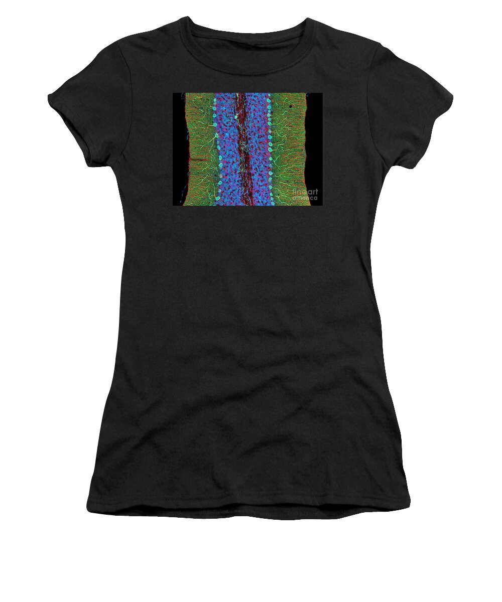Science Women's T-Shirt featuring the photograph Cerebellum, Fluorescent Lm by Science Source