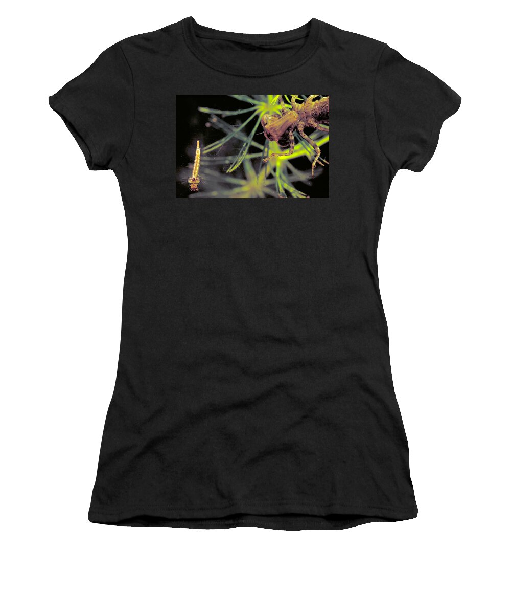 Animal Women's T-Shirt featuring the photograph Dragonfly Nymph & Mosquito Larva by Robert Noonan