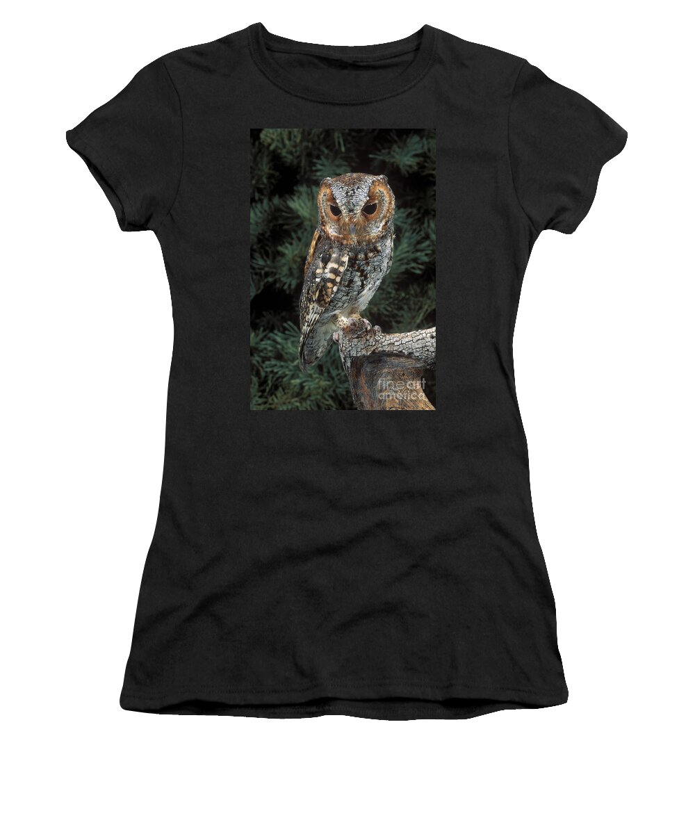 Animal Women's T-Shirt featuring the photograph Flammulated Owl by Anthony Mercieca
