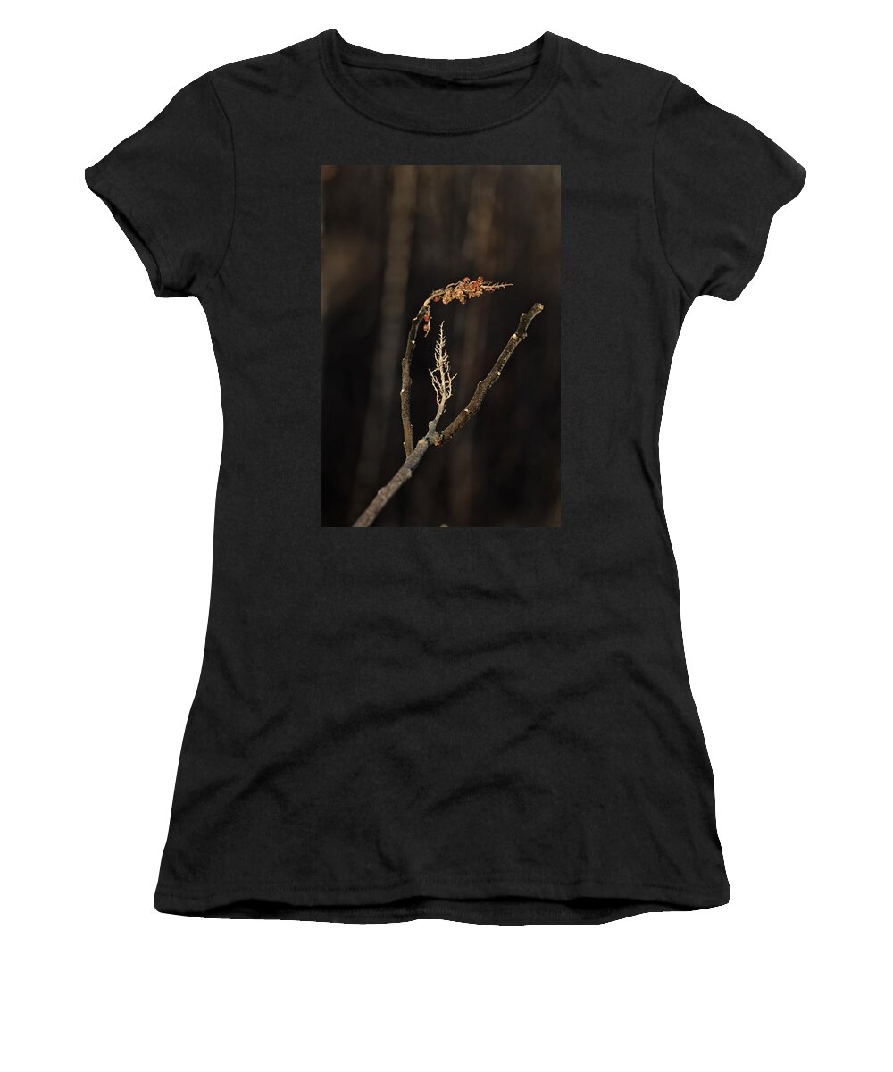 Staghorn Sumac Women's T-Shirt featuring the photograph Forest Song by Sue Capuano