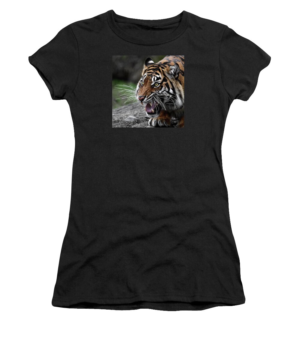 Go Ahead And Pet Me Women's T-Shirt featuring the photograph Go Ahead and Pet Me by Wes and Dotty Weber
