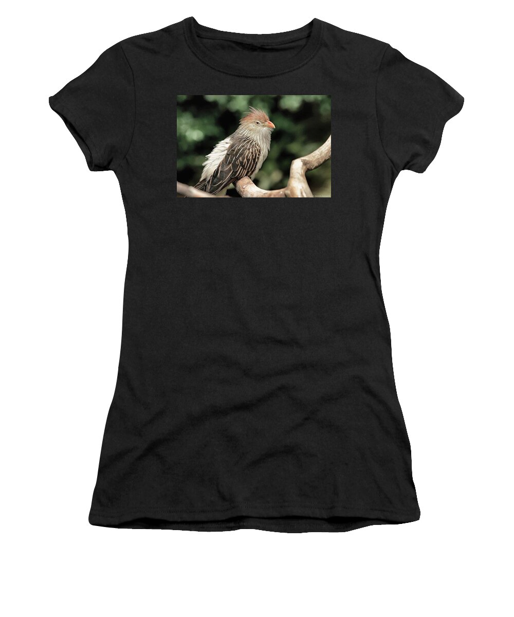 Tropical Birds Women's T-Shirt featuring the photograph Guira cuckoo by Dennis Baswell