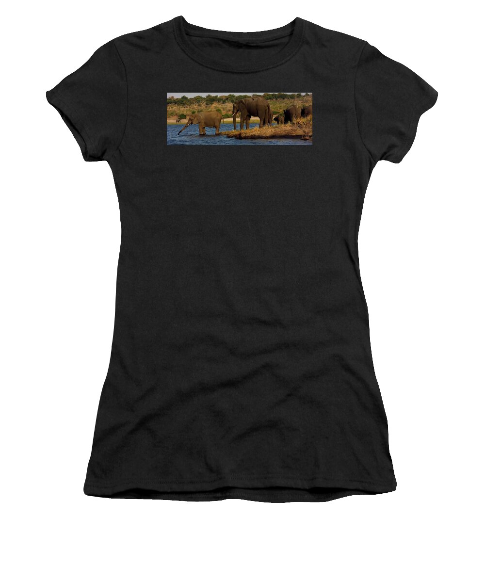 Elephants Women's T-Shirt featuring the photograph Kalahari Elephants Preparing to Cross Chobe River by Amanda Stadther