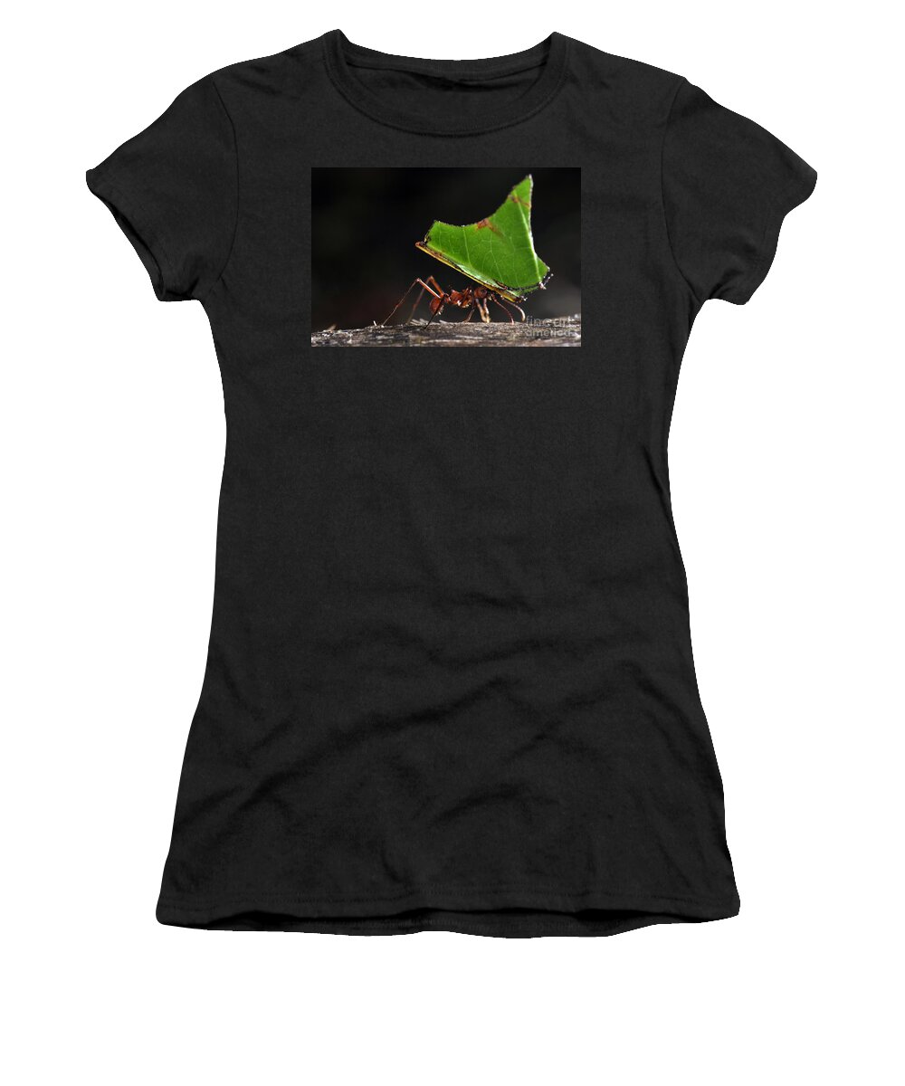 Leafcutter Ant Women's T-Shirt featuring the photograph Leafcutter Ant by Francesco Tomasinelli