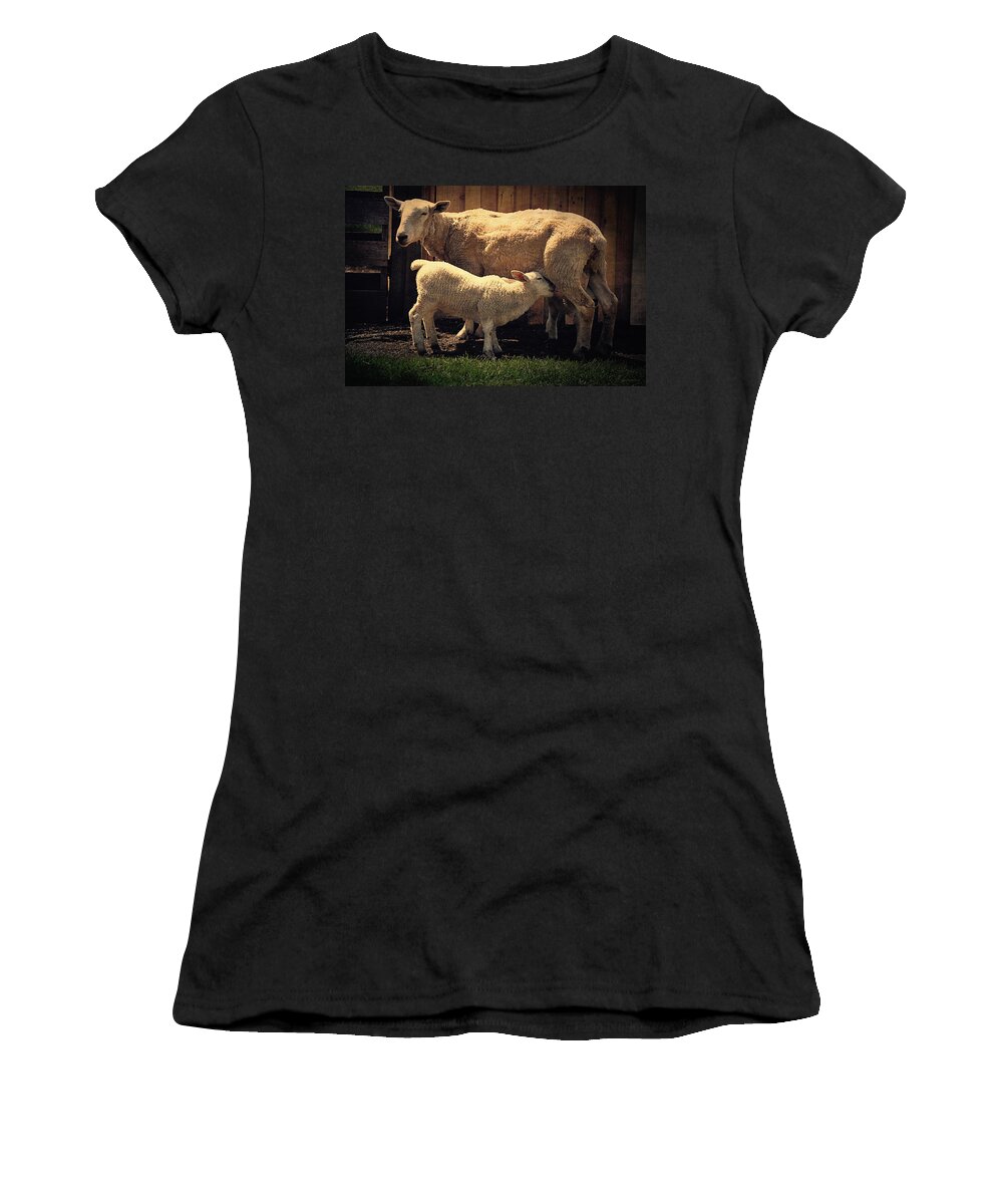 White Women's T-Shirt featuring the photograph Mama Sheep And Baby Lamb by Maria Angelica Maira