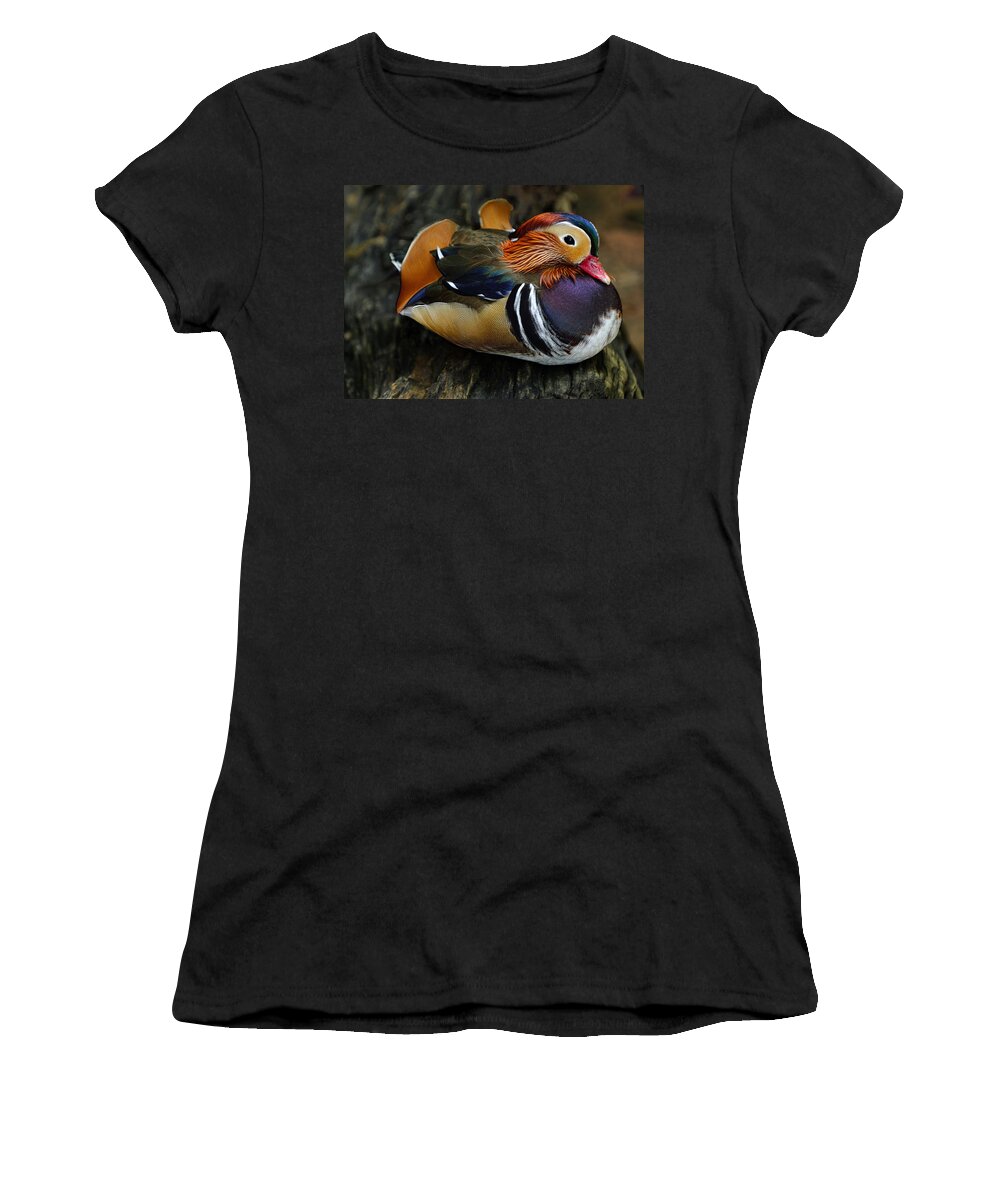 Disney World Women's T-Shirt featuring the photograph Mandarin Duck by Bill Dodsworth