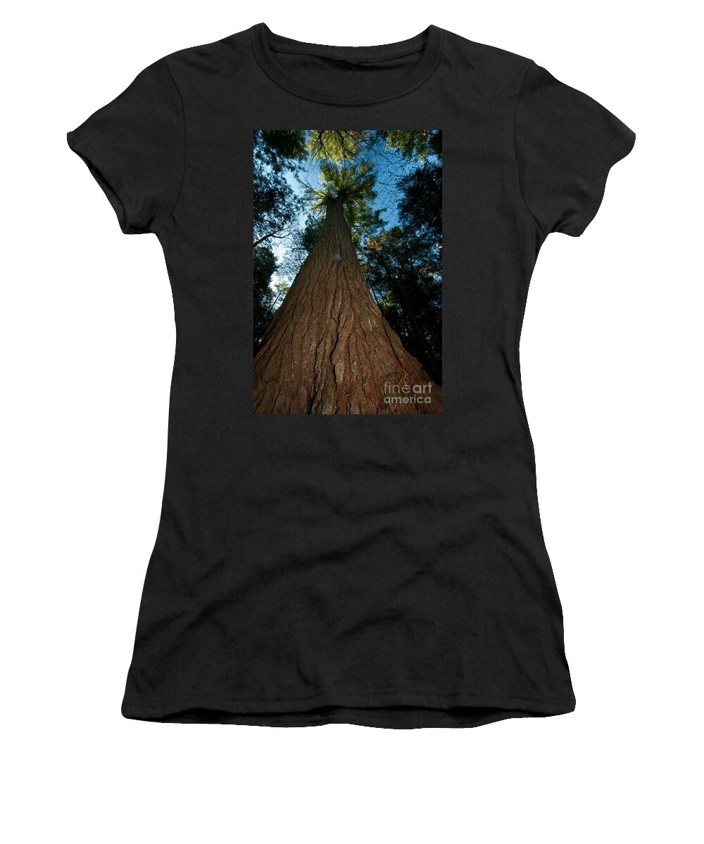 Family Pinaceae (pine Family) Women's T-Shirt featuring the photograph Methuselah by JG Coleman