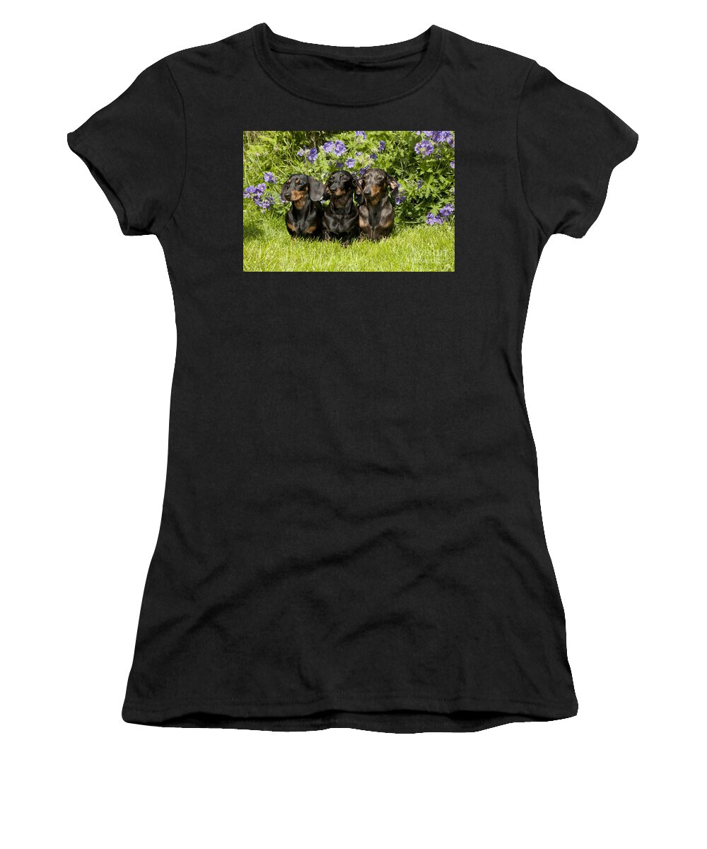 Dachshund Women's T-Shirt featuring the photograph Miniature Short-haired Dachshunds by John Daniels