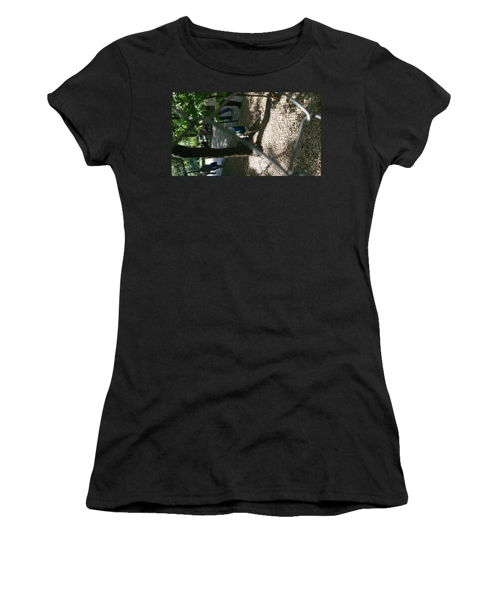 Animals Women's T-Shirt featuring the photograph Peacock by Moshe Harboun
