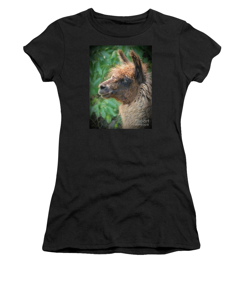 Llama Women's T-Shirt featuring the photograph Portrait Of A Llama by Robert ONeil