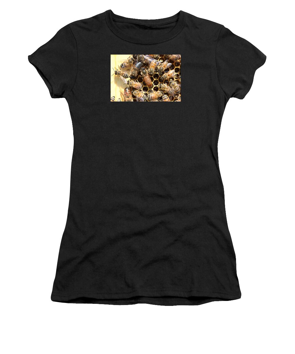 Honeybees Women's T-Shirt featuring the photograph Queen Drone Worker Bees by Lucinda VanVleck