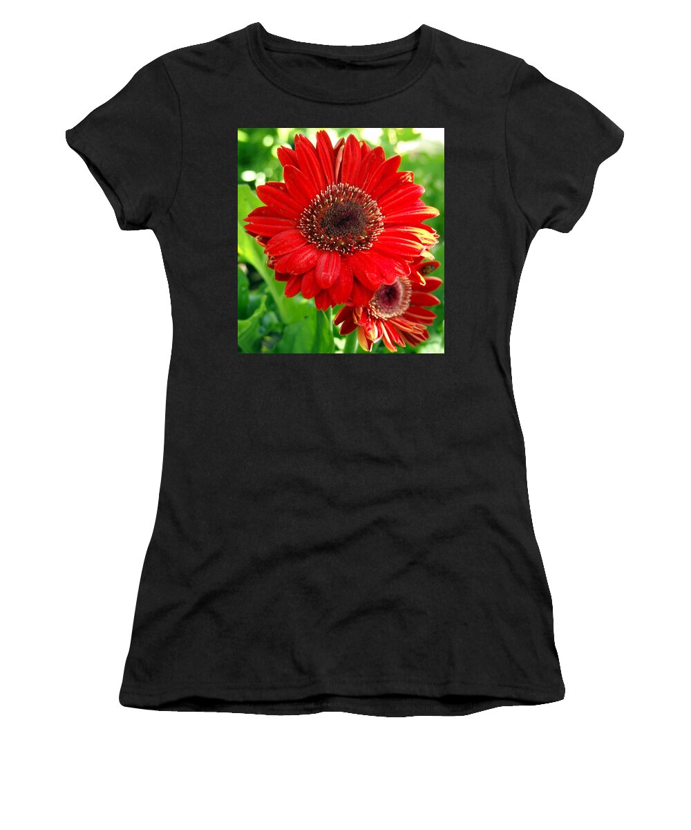 Nature Women's T-Shirt featuring the photograph Red Blooming Gerber Daisy Flower with Yeloow Highlights by Amy McDaniel
