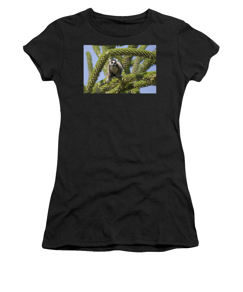 Feb0514 Women's T-Shirt featuring the photograph Ring-tailed Lemur In Octopus Tree by Suzi Eszterhas
