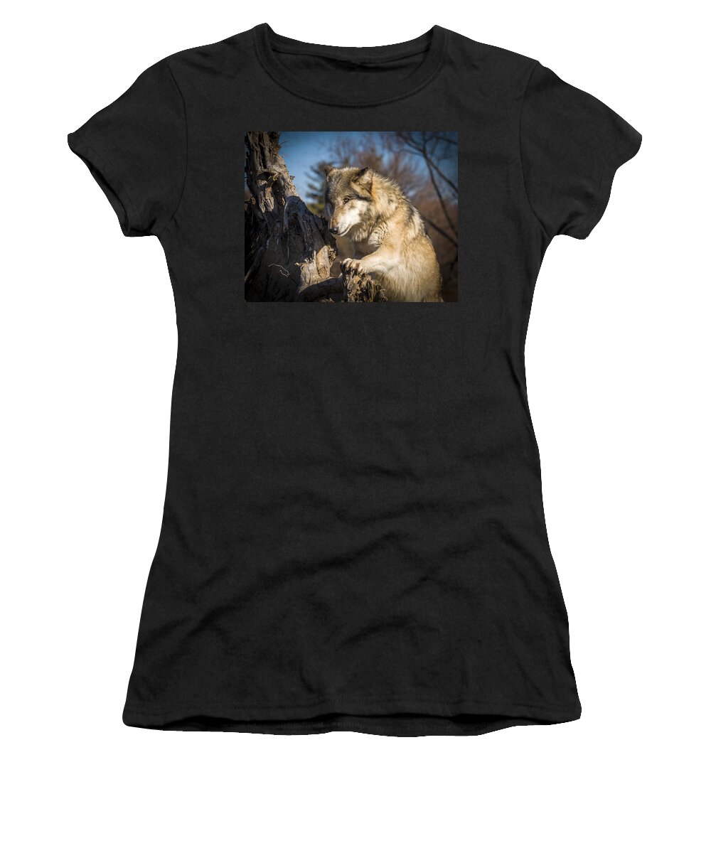 Animal Women's T-Shirt featuring the photograph Scout by Jack R Perry