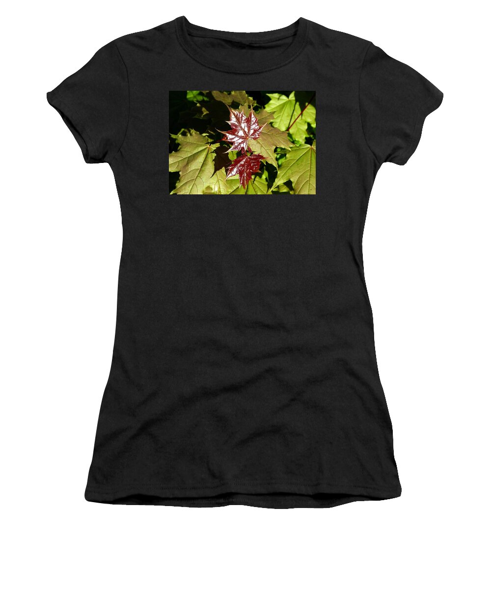 Sunlit New Maple Leaves Women's T-Shirt featuring the photograph Sunlit New Maple Leaves by Will Borden