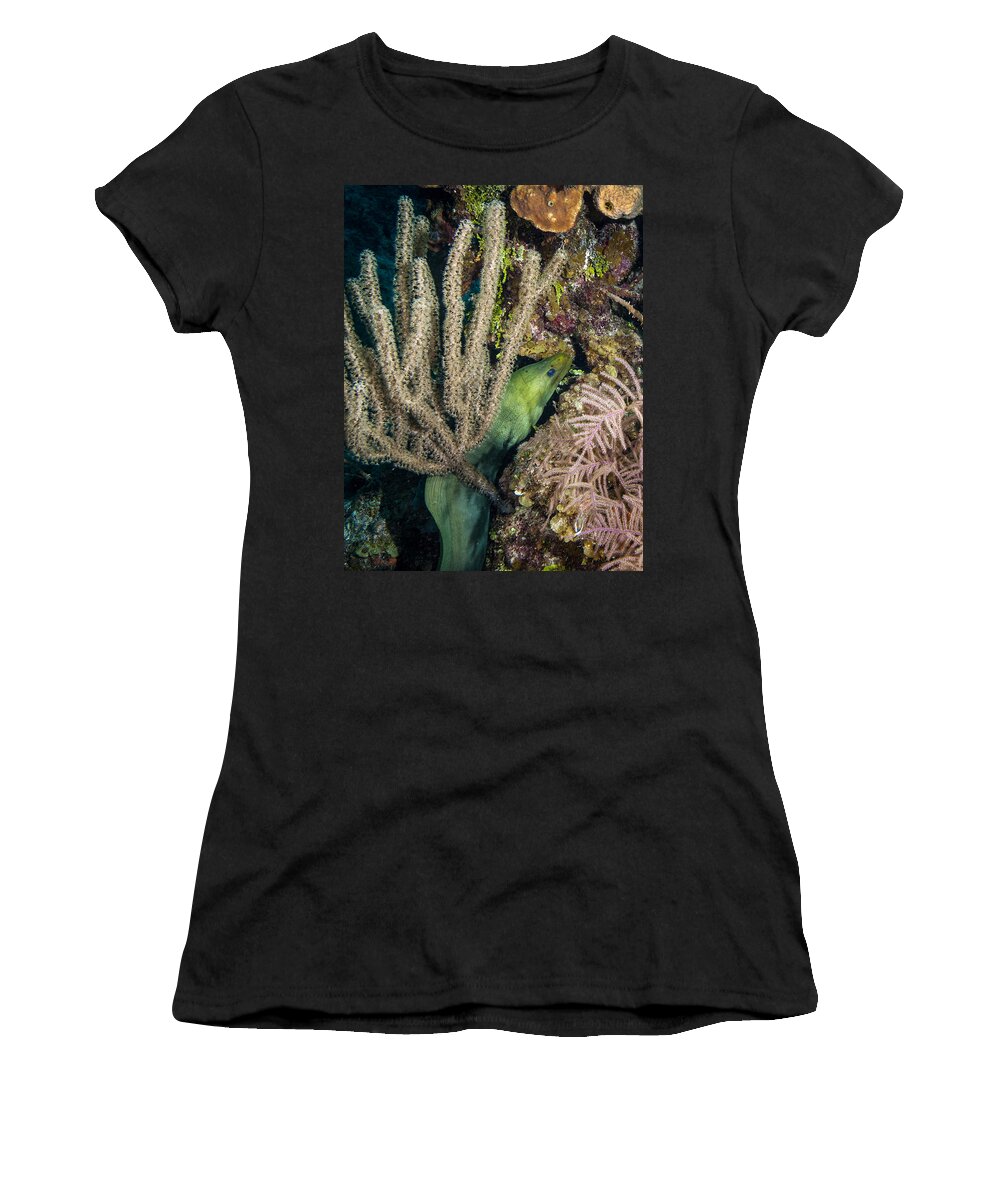 Belize Women's T-Shirt featuring the photograph Swimming Moray Eel by Jean Noren
